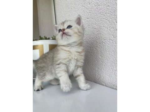 British shorthair