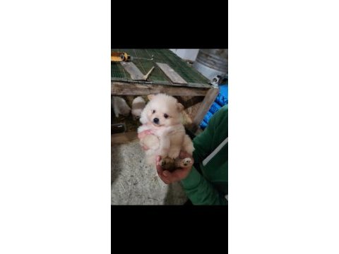 1 buçuk aylık pomeranian