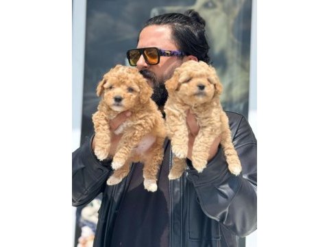Gerçek bir maltipoo almak istiyorsanız doğru adres 