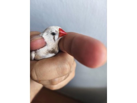 Erkek dişi yada eş bülbüller
