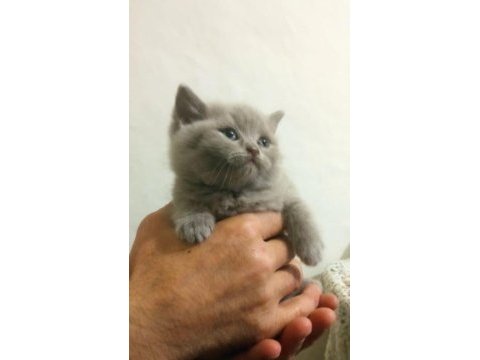 Renk renk british shorthair bebekler