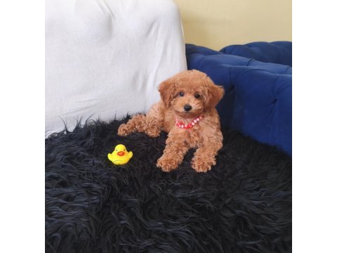 Peluş bir kız toy poodle