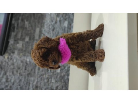 Dark red toy poodle