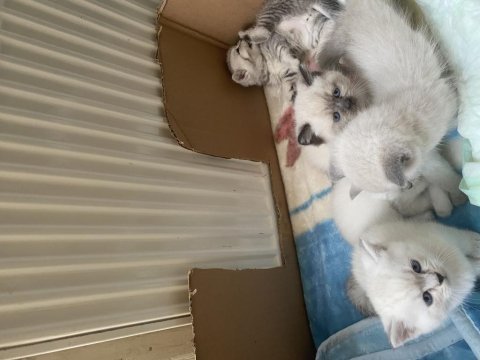 British shorthair british blue point yavruları 1 aylık