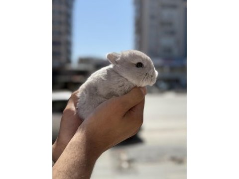 Orjinal garantili bebek cüceler