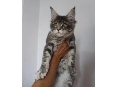 Şecereler ligi renkler gökkuşağı safkan maine coon