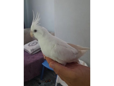 Albino sultan papağanı yavrularımız yeme düştüler