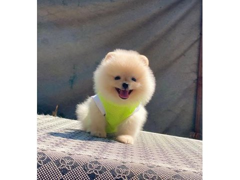 Orjinal güler yüzlü pomeranian yavrum
