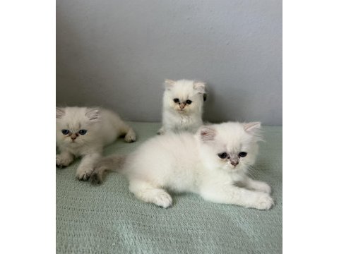 British longhair mavi göz bebekler