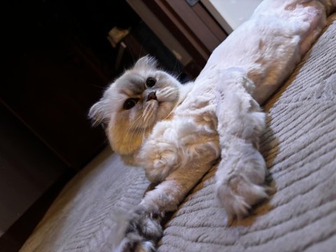 British longhair sakız kızımız ilk gelen alır