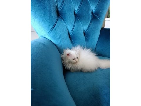 70 günlük british longhair
