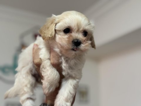 Show kalite tea cup kore maltipoo lar ziyarete açık