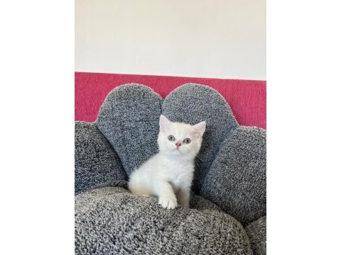 Maviş bebek kediler