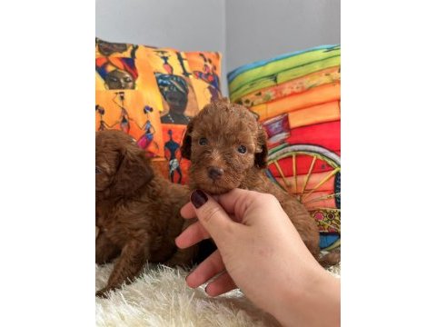 Her eve poodle