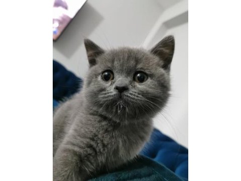 British shorthair yavrular