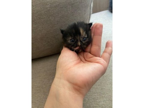 British longhair 2 adet yavru verilecek