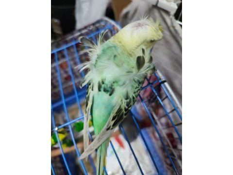 1 çift jumbo erkek lutino dişi 1 adet japones muhabbet kuşu