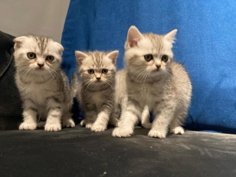 Silver british shorthair yavrular