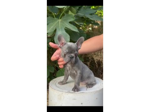 A kalite blue french bulldog yavrularımız
