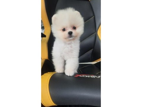 Minik teddy pomeranian bebeğim