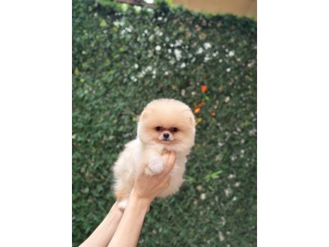 Sağlık ve ırk garantili pomeranian köpekler