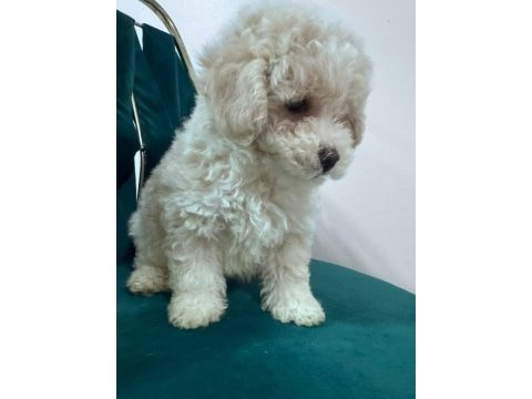 0 boy köpeklerimiz yeni ailelerine gitmeye hazır