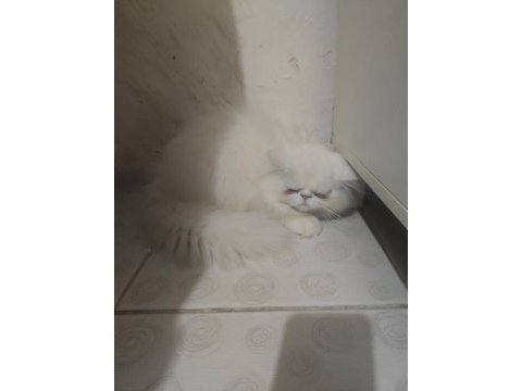 4 aylık erkek egzotic shorthair