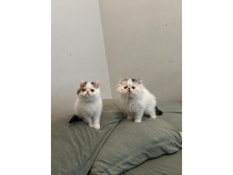 Van desen exotic shorthair yavrular