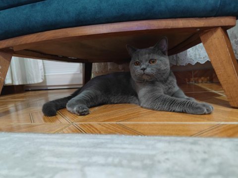 British shorthair 9 aylık