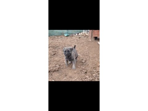 Orjinal saf kangal yavru