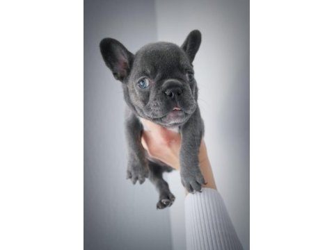 Blue egzotik french bulldog