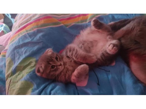 Yavru scottish fold 2 aylık