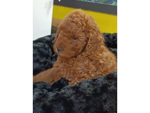 Biblo kızıl toy poodle