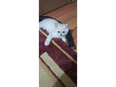 Minik british shorthair patiler