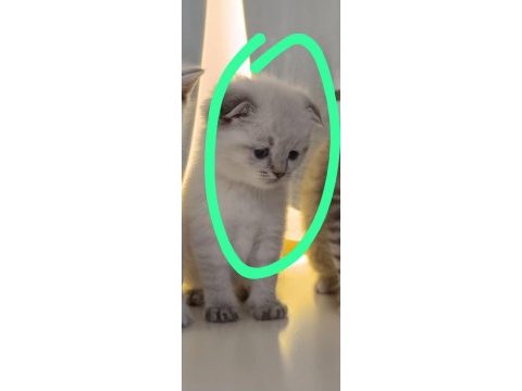 Scottish fold 3 aylık