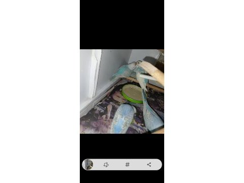 Iki adet dişi ve erkek muhabbet kuşu acil