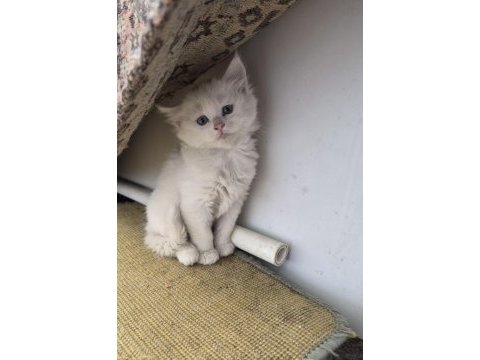 British longhair bebeklerimiz