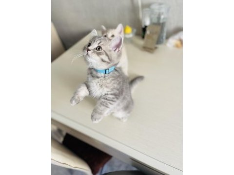 3 aylık british shorthair yavru