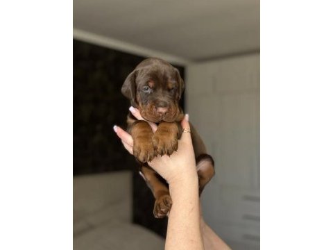 Doberman yavrularımız