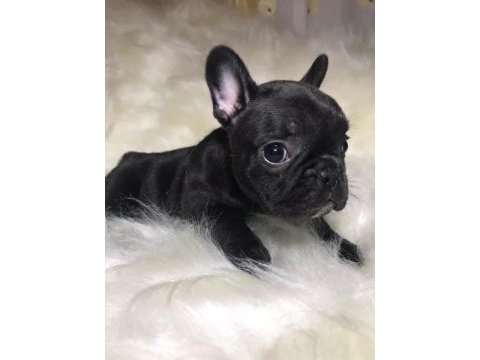 A+ kalite french bulldog yavrularımız