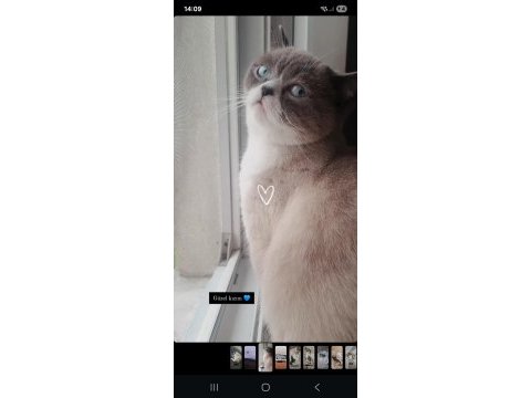 British shorthair dişi kedimiz