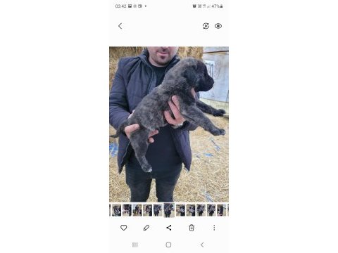 Tr tek kara zından ve sıyah capar kangallarım olsun dıyosan