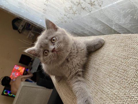 British shorthair yavrularımız