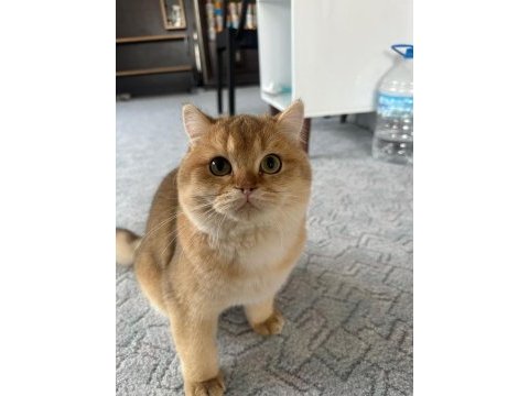 Saf kan scr kayıtlı ny11 golden british shorthair yavrum