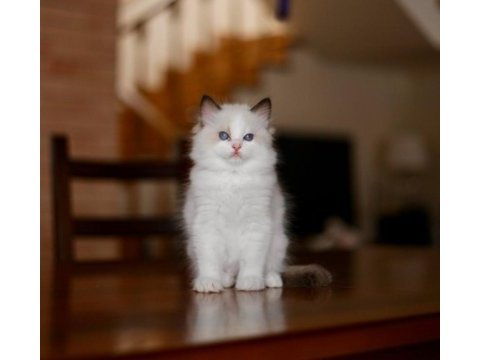 Asaletli ragdoll 
