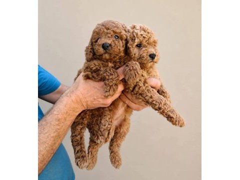 Toy poodle ırk garantili yavrular