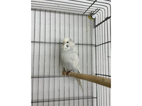 Dişi jumbo 10 aylık muhabbet kuşu