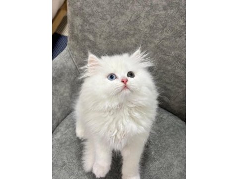 Dünya güzeli van kedisi çok nadir bulanan güzellik