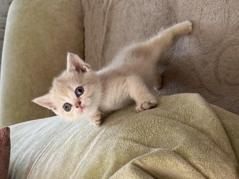 Son kalan safkan british shorthair bebekler