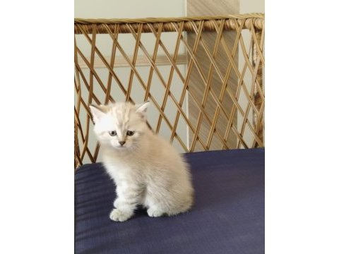 Show kalite british shorthair